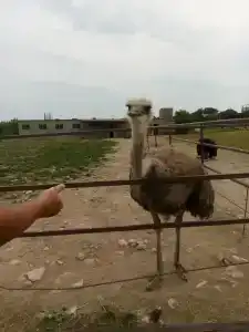 Страусиная ферма Экзотик - 92