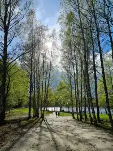 Стрижели - 20