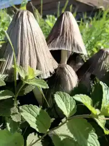 Под мухой - 4