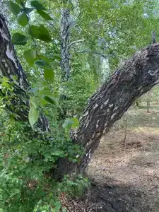 Старица - 15