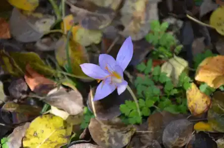 Серебряный ключ - 50