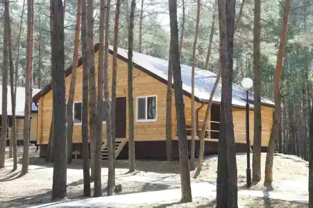 Сосновый бор - 3