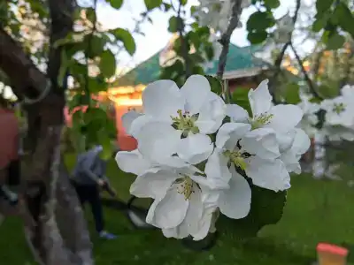 Норка - 13