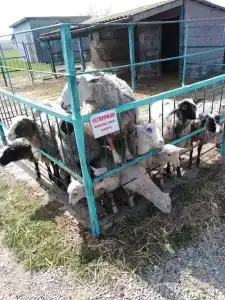 Страусиная ферма Экзотик - 76