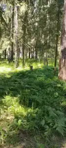 Волга - 41