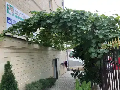 Золотой клён - 4