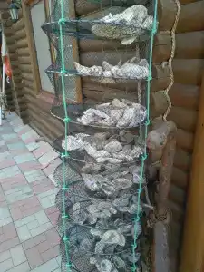 Яхонт - 13