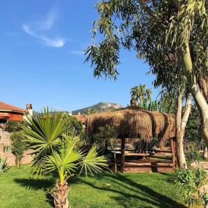 Portakal Dalyan - 25