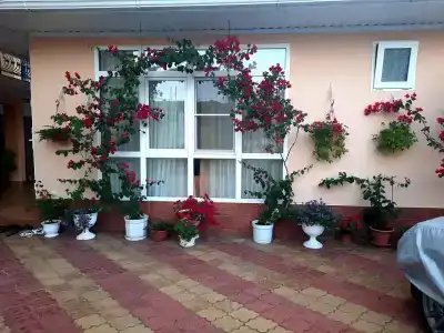 Олимпик - 38