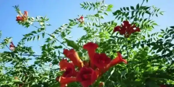 Райский Берег - 27