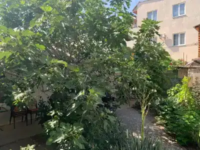 Амир-Дани - 43