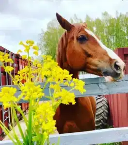 Удачное Кемп - 70