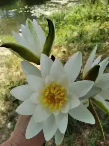 Простоквашино - 60