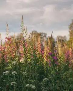 Sky Wood Hills - 35