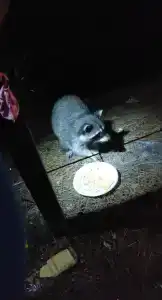 Сосновый берег - 96