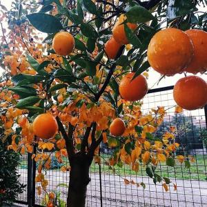 Portakal Dalyan - 77