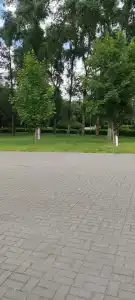 Лесная поляна - 19