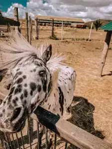 Страусиная ферма Экзотик - 15