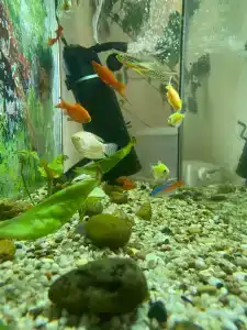 Раздолье - 9