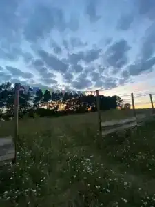 Смородина - 51