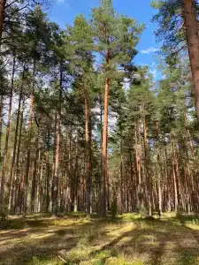 Гостевые дома в Бадачево - 86