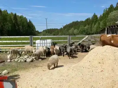 Хутор Ярви - 54