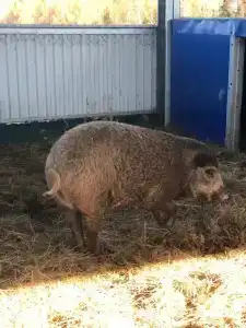 Александровский спас - 87