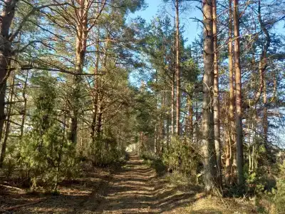 Белый Дельфин - 11