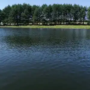 Золотая рыбка - 1