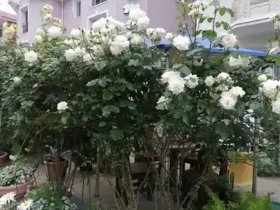 Коттедж Согдиана - 44