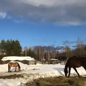 ХвояХутор - Казачий Курень - 20