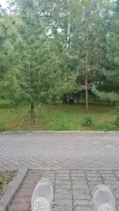 Лесная поляна - 44