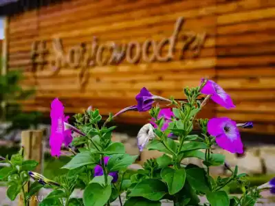 Magic Wood - 7