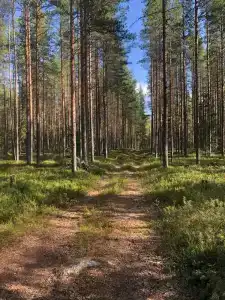Сегежа Парк - 85