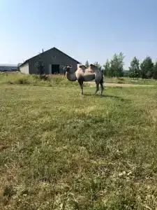 Эко клуб на Ферме - 78