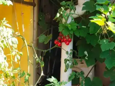 Мариамполь - 18