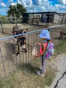 Страусиная ферма Экзотик - 14