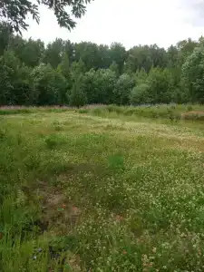 Чаща - 18