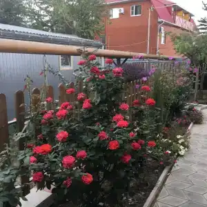 Жемчужина - 9