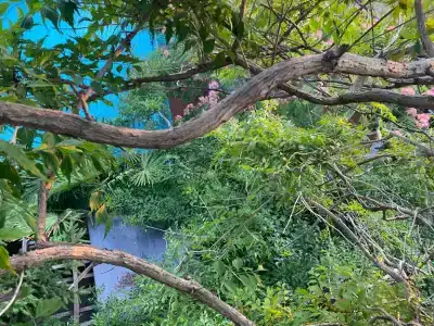 Фламинго - 58