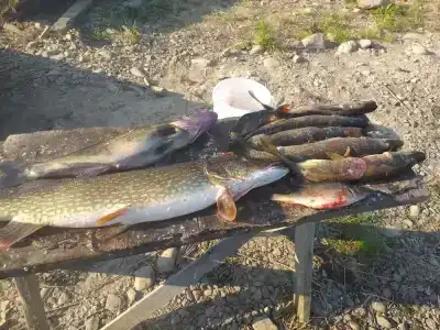 Мантиансаари - 86