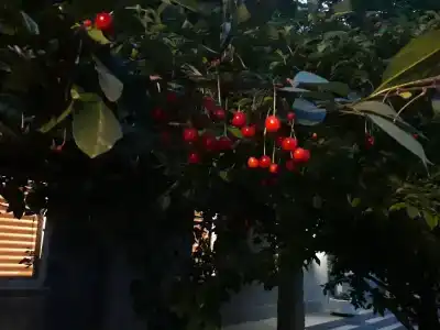 Фаворит - 26