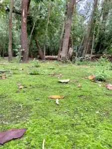 Гостевой Дворик - 43