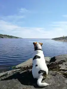 Saari - 13