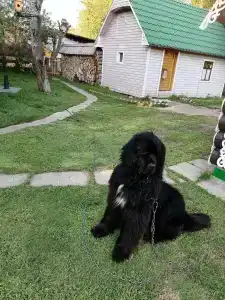 Высоковское - 16