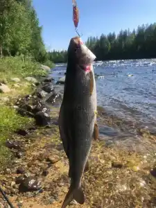 Сегежа Парк - 20