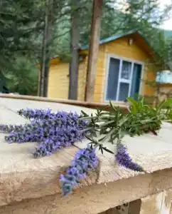 Forest camp - 4