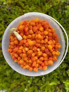 Мистер Ристи - 4