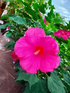 Золотые Пески - 47