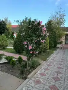 Эдельвейс - 9